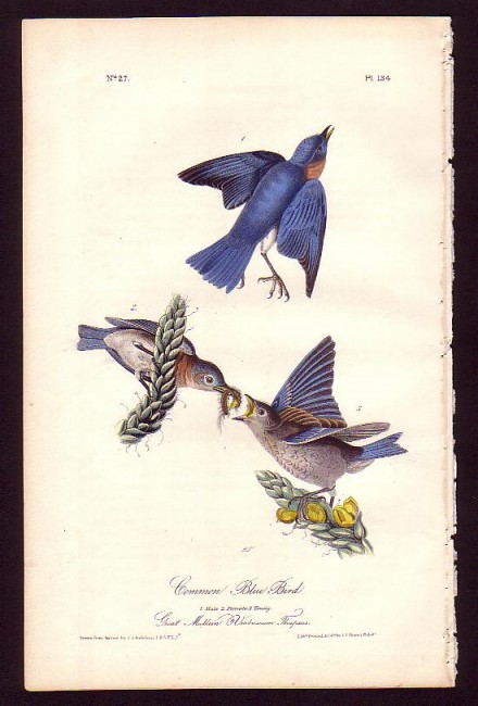 134_Common_Blue_Bird_hn